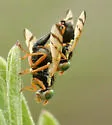 Knapweed Gall Fly