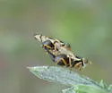 Knapweed Gall Fly - photo 2