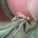 Knapweed Gall Fly - photo 3