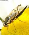 Knapweed Gall Fly - photo 4