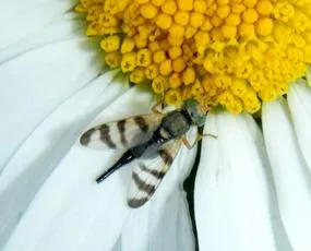 Urophora cuspidata - Urophora cuspidata