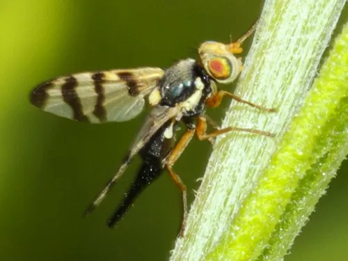 Urophora cuspidata - photo 2