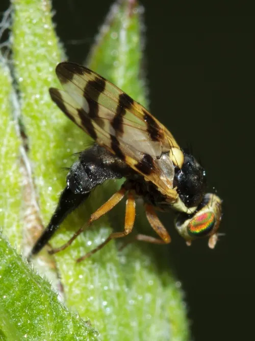 Urophora cuspidata - photo 3