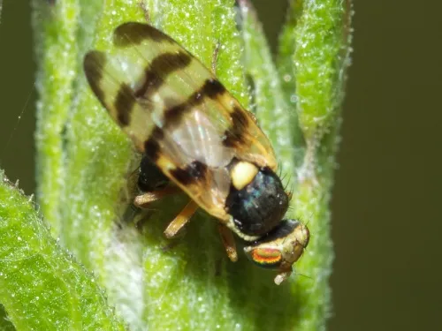Urophora cuspidata - photo 4