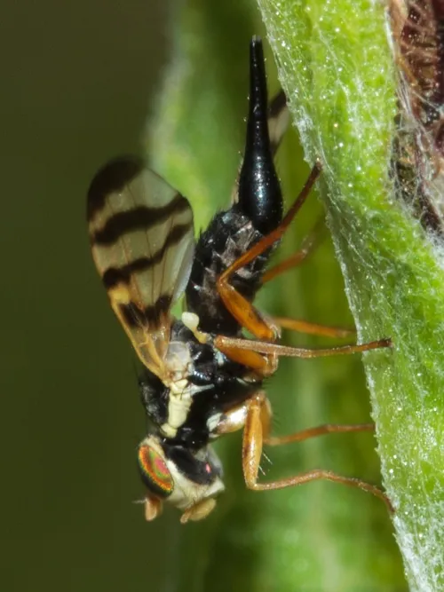Urophora cuspidata - photo 5