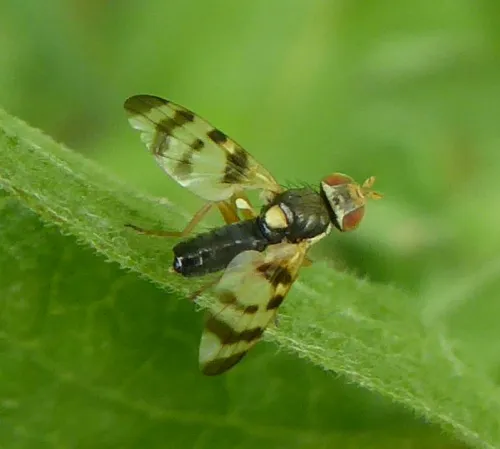Urophora jaceana