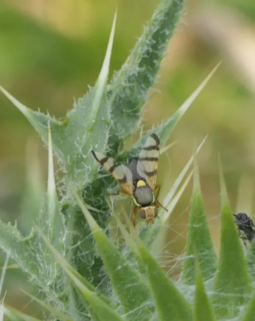 Urophora jaceana - photo 2