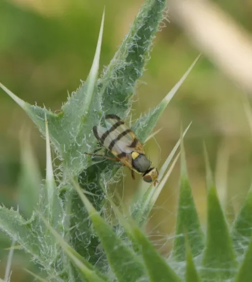 Urophora jaceana - photo 3