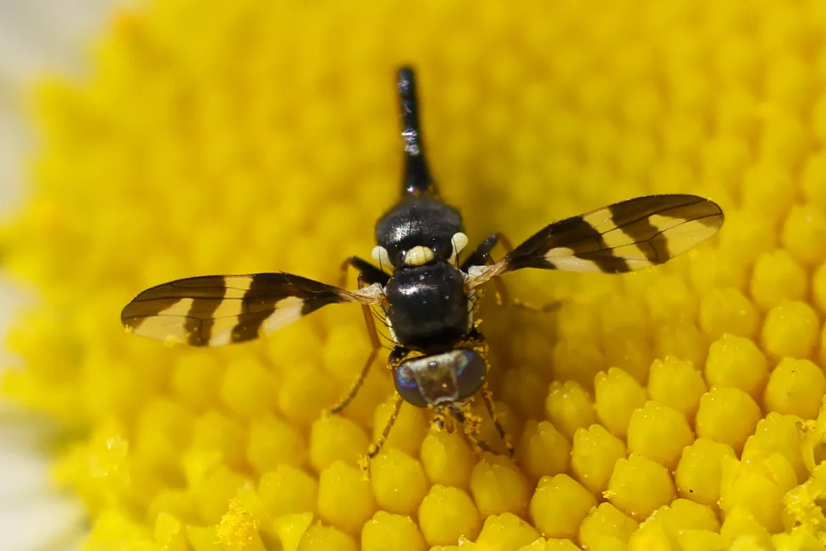 Urophora quadrifasciata - photo 3
