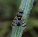 Yellow Starthistle Gall Fly