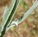 Yellow Starthistle Gall Fly - photo 2