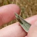 Yellow Starthistle Gall Fly - photo 3
