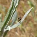 Yellow Starthistle Gall Fly - photo 4