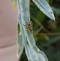 Yellow Starthistle Gall Fly - photo 5