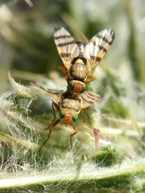 Urophora solstitialis