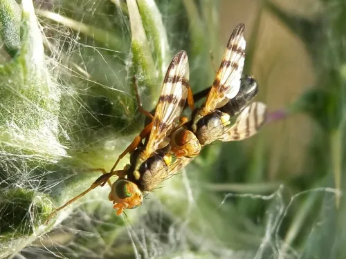 Urophora solstitialis - photo 2