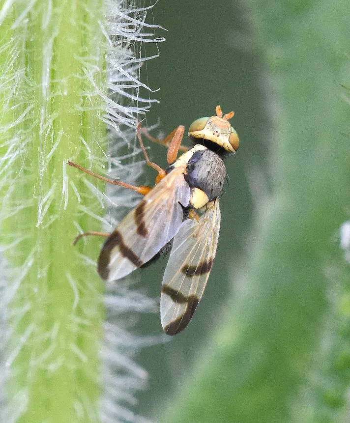 Urophora stylata - photo 3