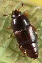 Pineapple Beetle