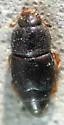 Pineapple Beetle - photo 2