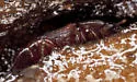 Pineapple Beetle - photo 3