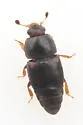 Pineapple Beetle - photo 4