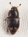 Pineapple Beetle - photo 5