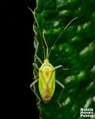 Urostylididae - Urostylididae