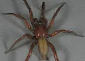 Urozelotes rusticus - photo 2
