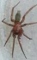 Urozelotes rusticus - photo 3