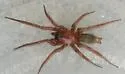 Urozelotes rusticus - photo 4