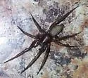 Urozelotes rusticus - photo 5