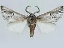 Ursia furtiva - Hodges#8003