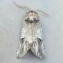 Ursia furtiva - Hodges#8003 - photo 2
