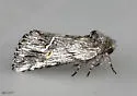 Ursia noctuiformis - Hodges#8002
