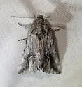 Ursia noctuiformis - Hodges#8002 - photo 2