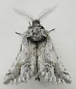 Ursia noctuiformis - Hodges#8002 - photo 3