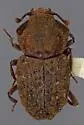 Usechimorpha barberi