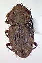 Usechimorpha barberi - photo 2