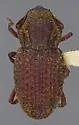 Usechimorpha montana