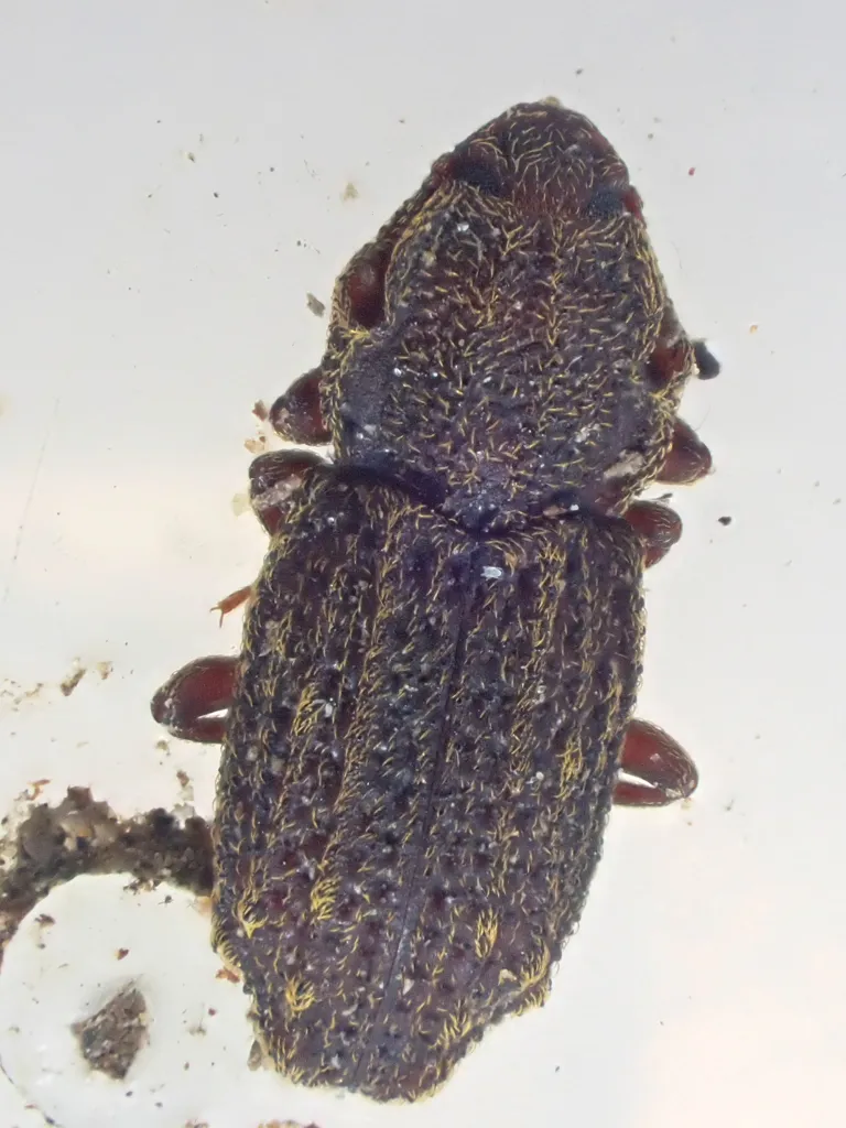 Usechus lacerta - photo 2