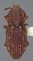 Usechus nucleatus