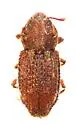 Usechus nucleatus - photo 2