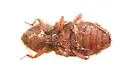 Usechus nucleatus - photo 3