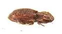 Usechus nucleatus - photo 4