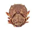Usechus nucleatus - photo 5
