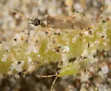 Usingerella simplex