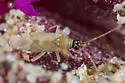 Usingerella simplex - photo 2