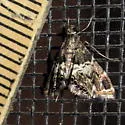 Usingeriessa onyxalis - Hodges#4767