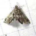 Usingeriessa onyxalis - Hodges#4767 - photo 2