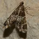 Usingeriessa onyxalis - Hodges#4767 - photo 4